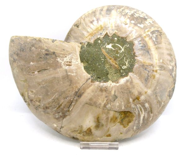 Madagascar Ammonite Pair Fossil for Sale XXL~ 7.15" #13 - Image 2