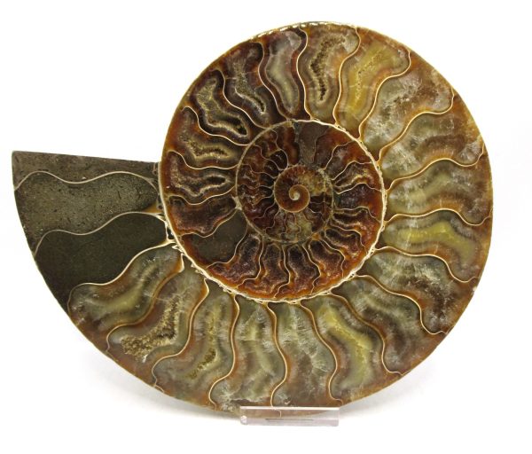 Madagascar Ammonite Pair Fossil for Sale XXL~ 7.15" #13 - Image 4