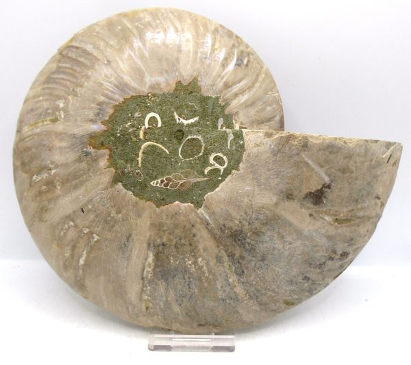 Madagascar Ammonite Pair Fossil for Sale XXL~ 7.15" #13 - Image 3