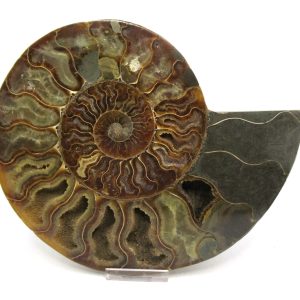 Madagascar Ammonite Pair Fossil for Sale XXL~ 7.30" #14