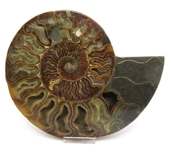 Madagascar Ammonite Pair Fossil for Sale XXL~ 7.30" #14
