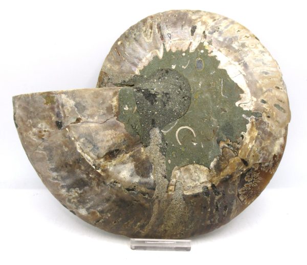 Madagascar Ammonite Pair Fossil for Sale XXL~ 7.30" #14 - Image 2