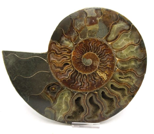 Madagascar Ammonite Pair Fossil for Sale XXL~ 7.30" #14 - Image 4