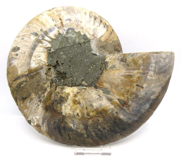 Madagascar Ammonite Pair Fossil for Sale XXL~ 7.30" #14 - Image 3