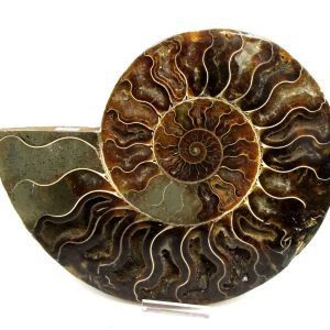 Madagascar Ammonite Pair Fossil for Sale XXL~ 7.31" #7