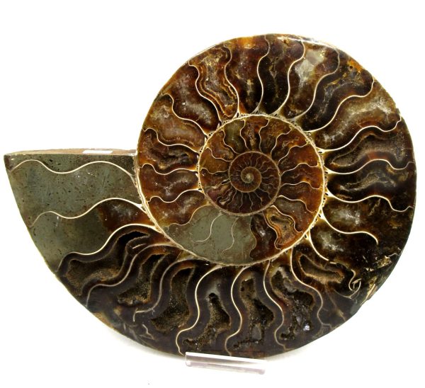 Madagascar Ammonite Pair Fossil for Sale XXL~ 7.31" #7