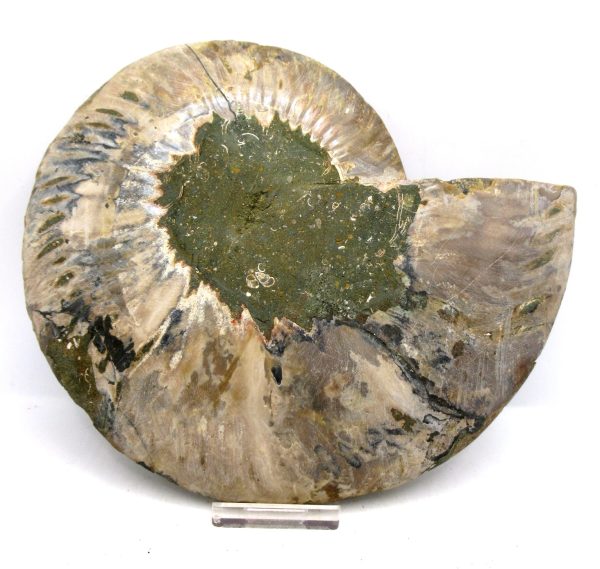 Madagascar Ammonite Pair Fossil for Sale XXL~ 7.31" #7 - Image 2