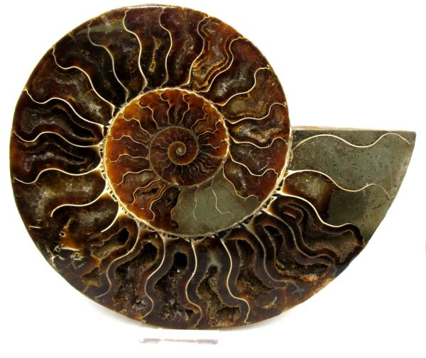 Madagascar Ammonite Pair Fossil for Sale XXL~ 7.31" #7 - Image 4
