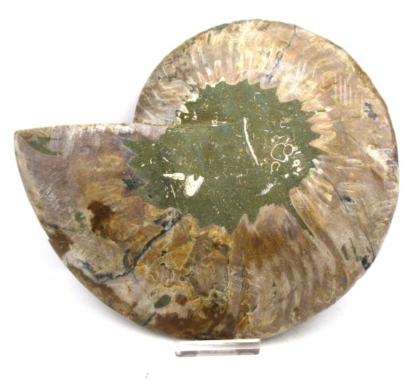 Madagascar Ammonite Pair Fossil for Sale XXL~ 7.31" #7 - Image 3