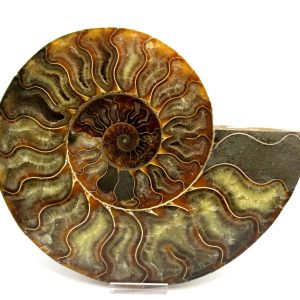Madagascar Ammonite Pair Fossil for Sale XXL~ 7.94" #8
