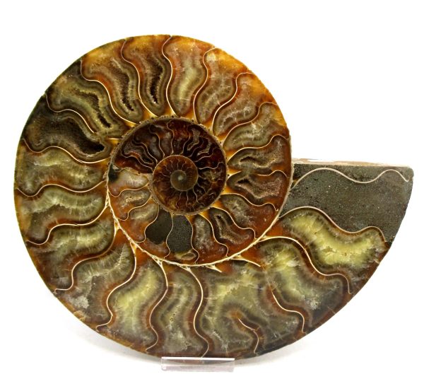 Madagascar Ammonite Pair Fossil for Sale XXL~ 7.94" #8