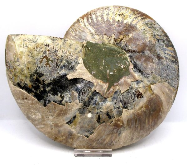 Madagascar Ammonite Pair Fossil for Sale XXL~ 7.94" #8 - Image 2
