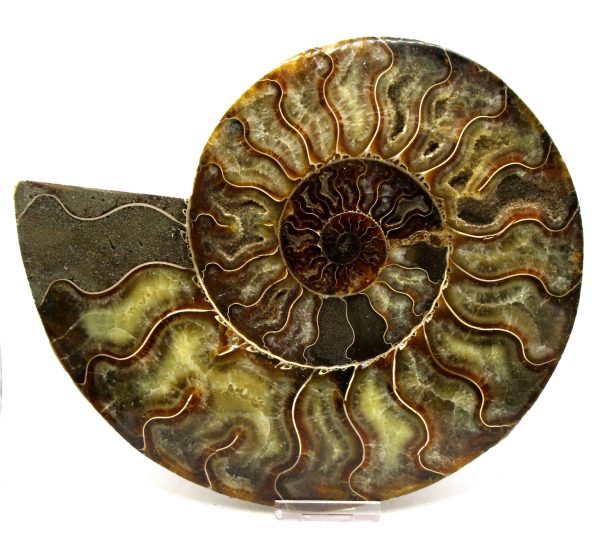 Madagascar Ammonite Pair Fossil for Sale XXL~ 7.94" #8 - Image 4