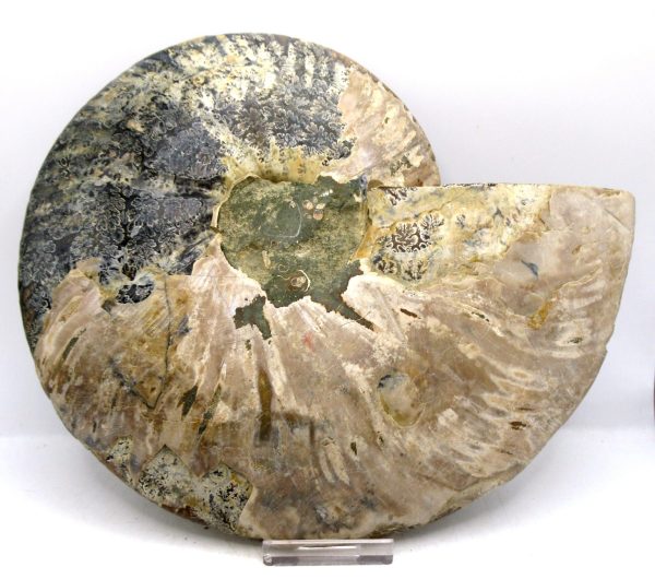 Madagascar Ammonite Pair Fossil for Sale XXL~ 7.94" #8 - Image 3
