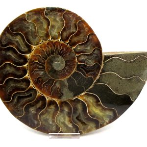 Madagascar Ammonite Pair Fossil for Sale XXL~ 7.42" #9
