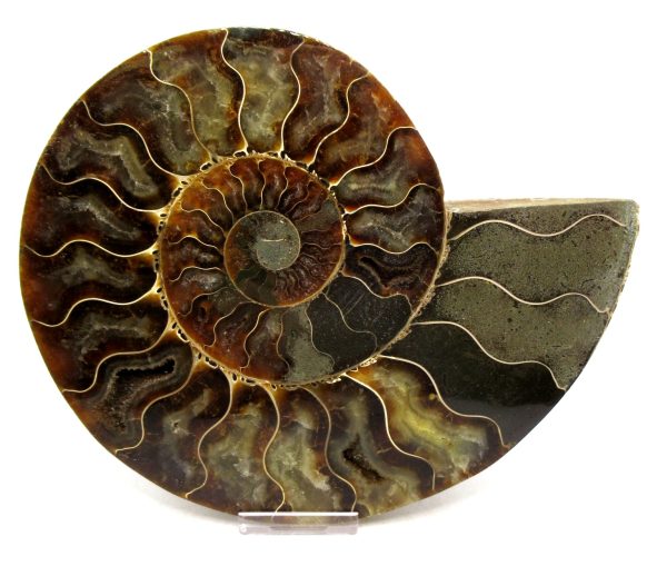Madagascar Ammonite Pair Fossil for Sale XXL~ 7.42" #9