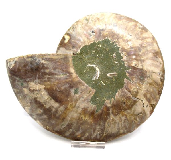 Madagascar Ammonite Pair Fossil for Sale XXL~ 7.42" #9 - Image 2