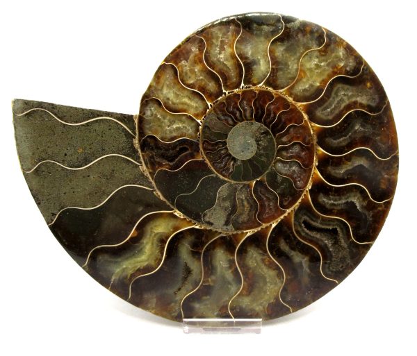 Madagascar Ammonite Pair Fossil for Sale XXL~ 7.42" #9 - Image 3