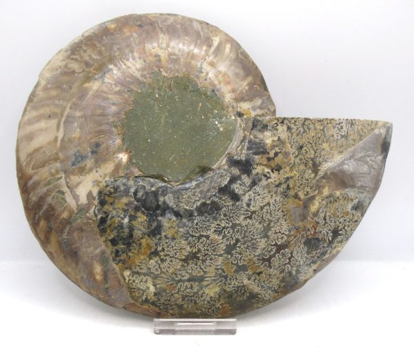 Madagascar Ammonite Pair Fossil for Sale XXL~ 7.42" #9 - Image 4
