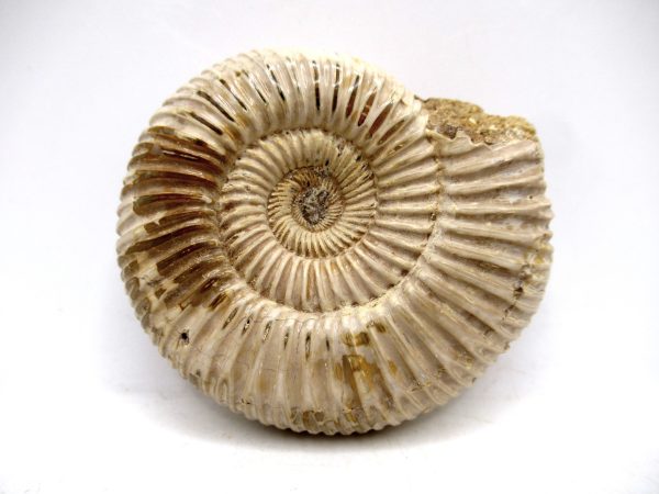 Perisphinctes Polished Ammonite from Madagascar #21