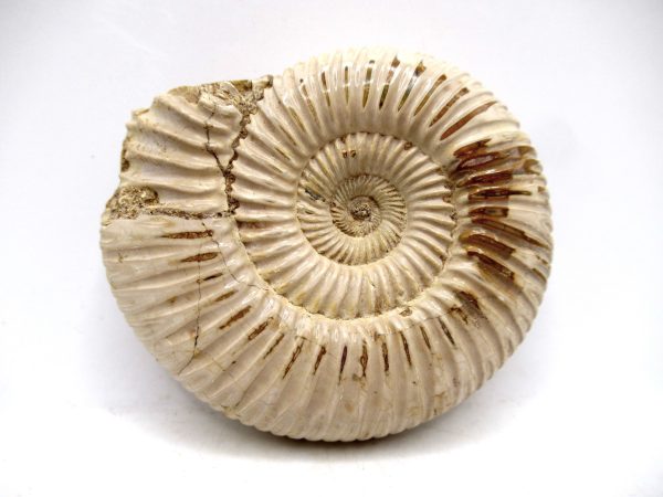 Perisphinctes Polished Ammonite from Madagascar #21 - Image 2