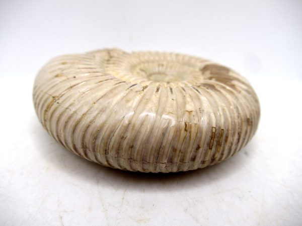 Perisphinctes Polished Ammonite from Madagascar #21 - Image 3