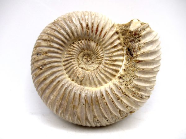 Perisphinctes Polished Ammonite from Madagascar #22