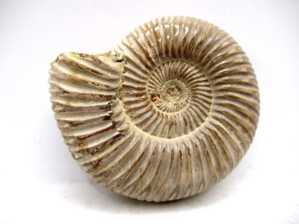 Perisphinctes Polished Ammonite from Madagascar #22 - Image 2