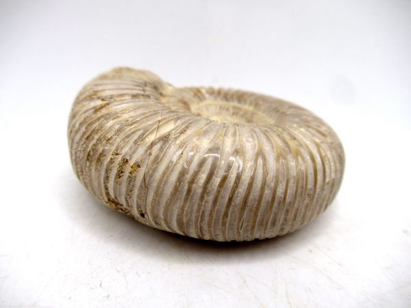 Perisphinctes Polished Ammonite from Madagascar #22 - Image 3