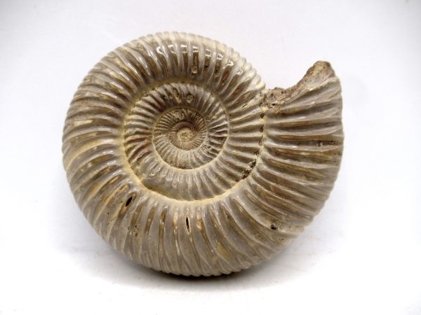 Perisphinctes Polished Ammonite from Madagascar #23