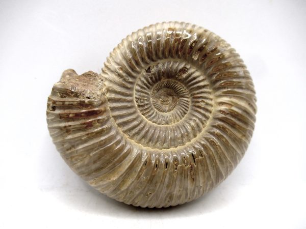 Perisphinctes Polished Ammonite from Madagascar #23 - Image 2