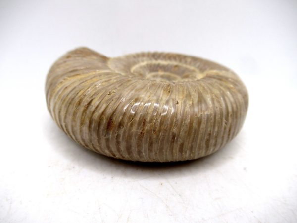 Perisphinctes Polished Ammonite from Madagascar #23 - Image 3