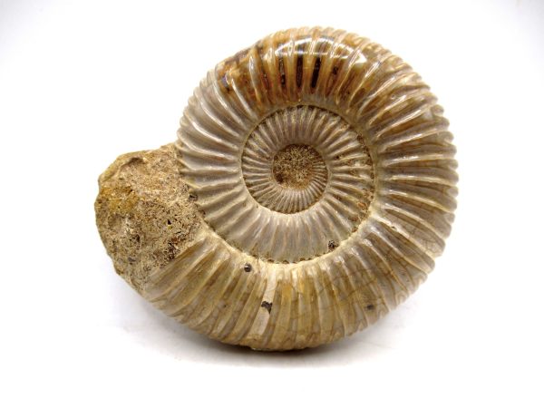 Perisphinctes Polished Ammonite from Madagascar #24
