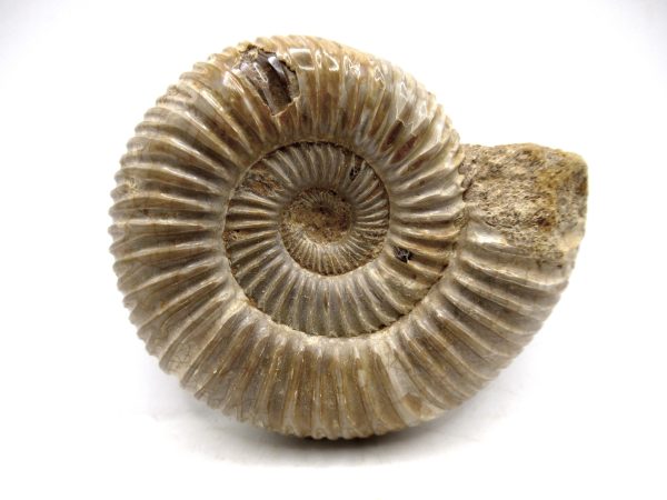 Perisphinctes Polished Ammonite from Madagascar #24 - Image 2