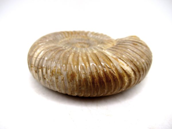 Perisphinctes Polished Ammonite from Madagascar #24 - Image 3