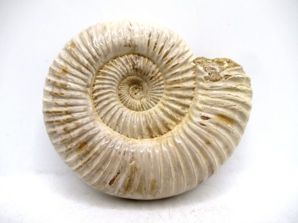 Perisphinctes Polished Ammonite from Madagascar #25
