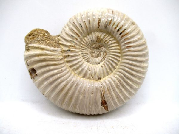 Perisphinctes Polished Ammonite from Madagascar #25 - Image 2