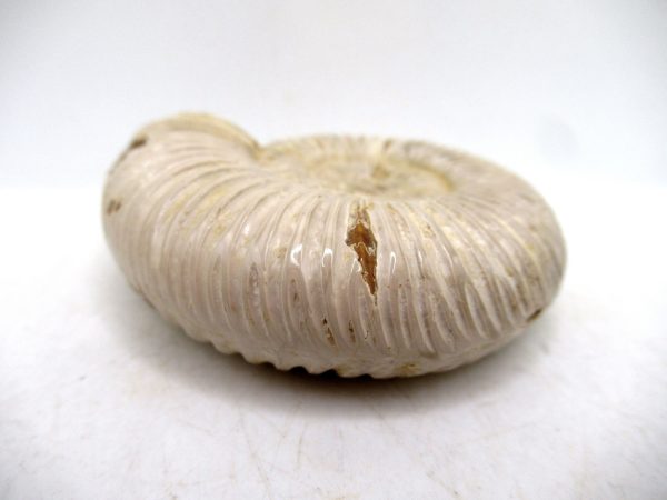 Perisphinctes Polished Ammonite from Madagascar #25 - Image 3