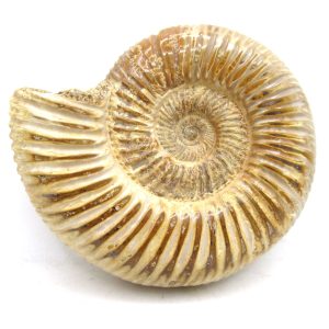 Perisphinctes Polished Ammonite from Madagascar #26