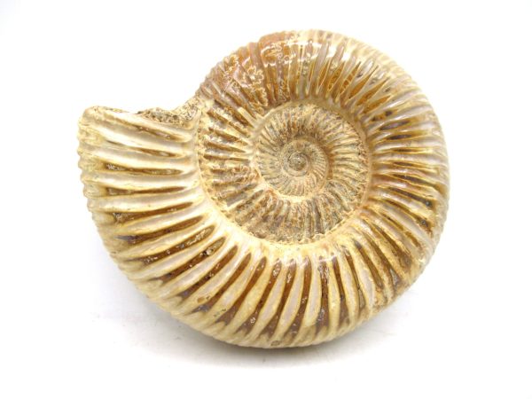 Perisphinctes Polished Ammonite from Madagascar #26