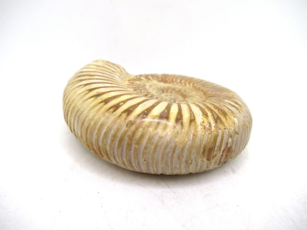 Perisphinctes Polished Ammonite from Madagascar #26 - Image 3