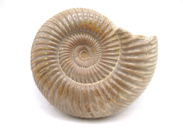 Perisphinctes Polished Ammonite from Madagascar #27