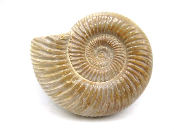 Perisphinctes Polished Ammonite from Madagascar #27 - Image 2