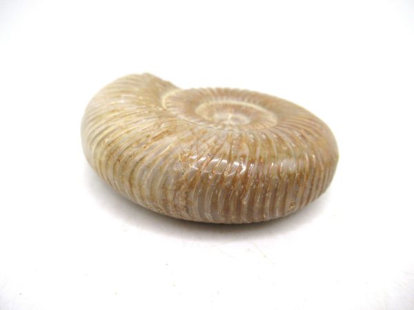 Perisphinctes Polished Ammonite from Madagascar #27 - Image 3