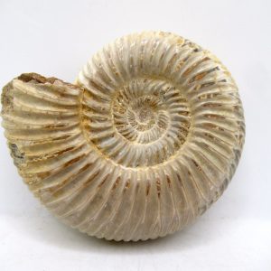 Perisphinctes Polished Ammonite from Madagascar #28