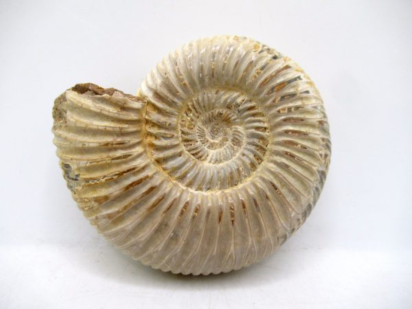 Perisphinctes Polished Ammonite from Madagascar #28