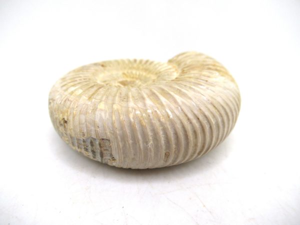 Perisphinctes Polished Ammonite from Madagascar #28 - Image 3