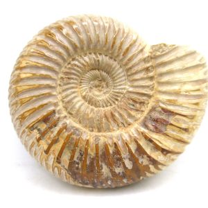 Perisphinctes Polished Ammonite from Madagascar #29