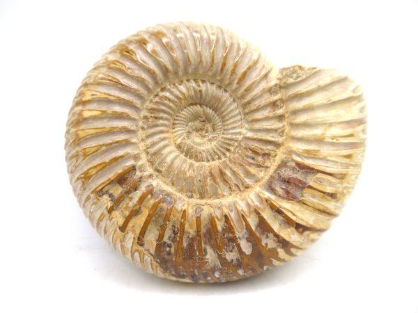 Perisphinctes Polished Ammonite from Madagascar #29