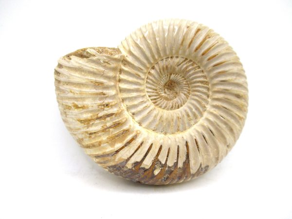 Perisphinctes Polished Ammonite from Madagascar #29 - Image 2